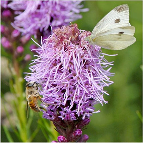 Seed Needs perennial wildflower seed mix seeds spread evenly in soil for uniform germination.