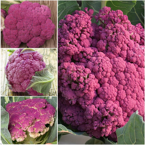 Seed Needs cauliflower shows pest-resistance and easy cultivation