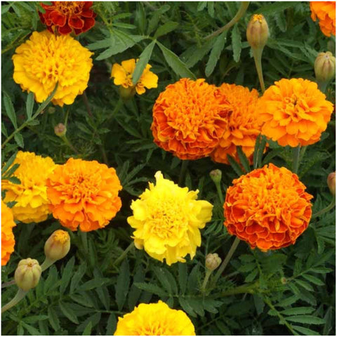 Seed Needs Petite Marigolds form ruffled clusters in bright colors for small garden beds.