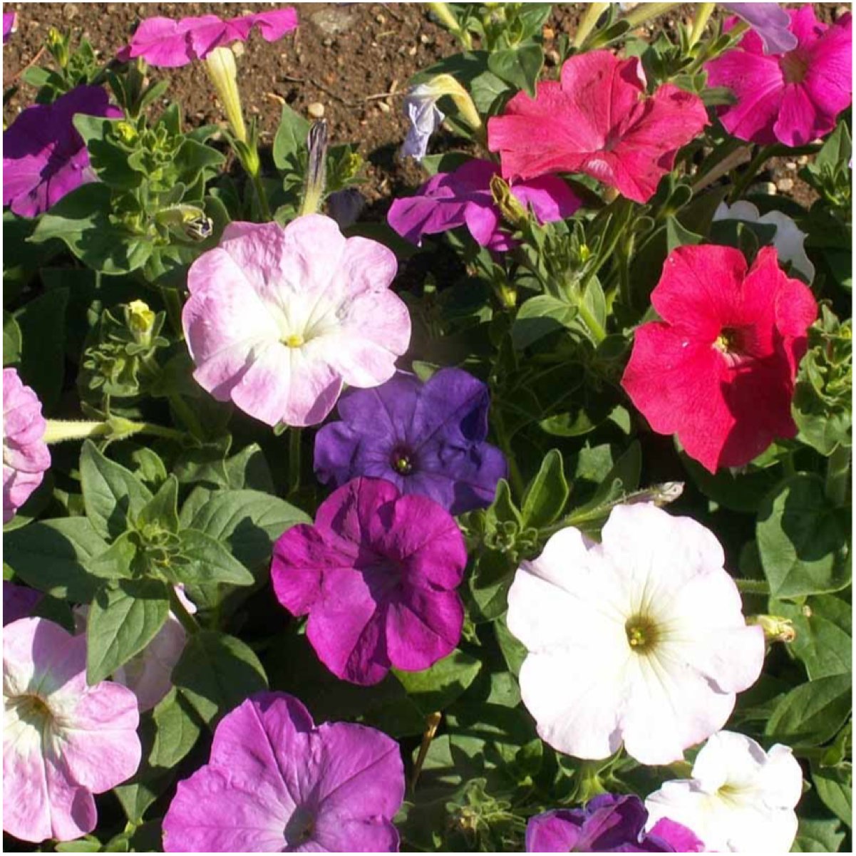 Seed Needs Petunia seeds for border and container garden layouts