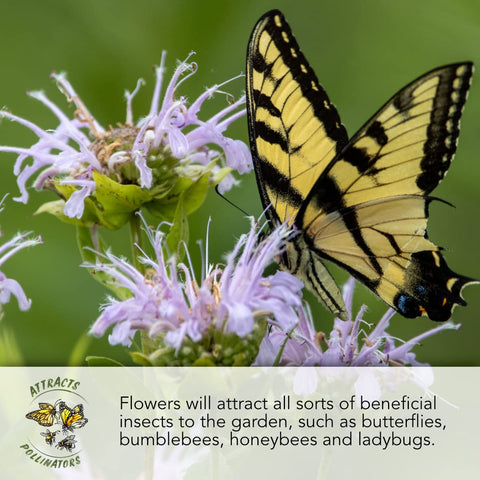 Seed Needs Petunia seeds shown in a patio pot display