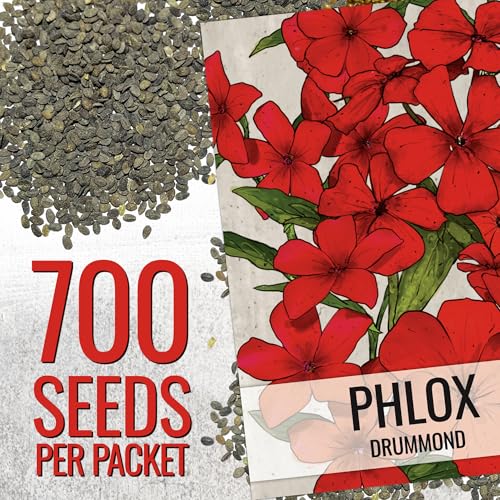 Seed Needs Phlox seeds arranged for border planting in a sunny garden.