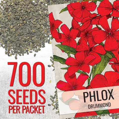 Seed Needs Phlox seeds arranged for border planting in a sunny garden.