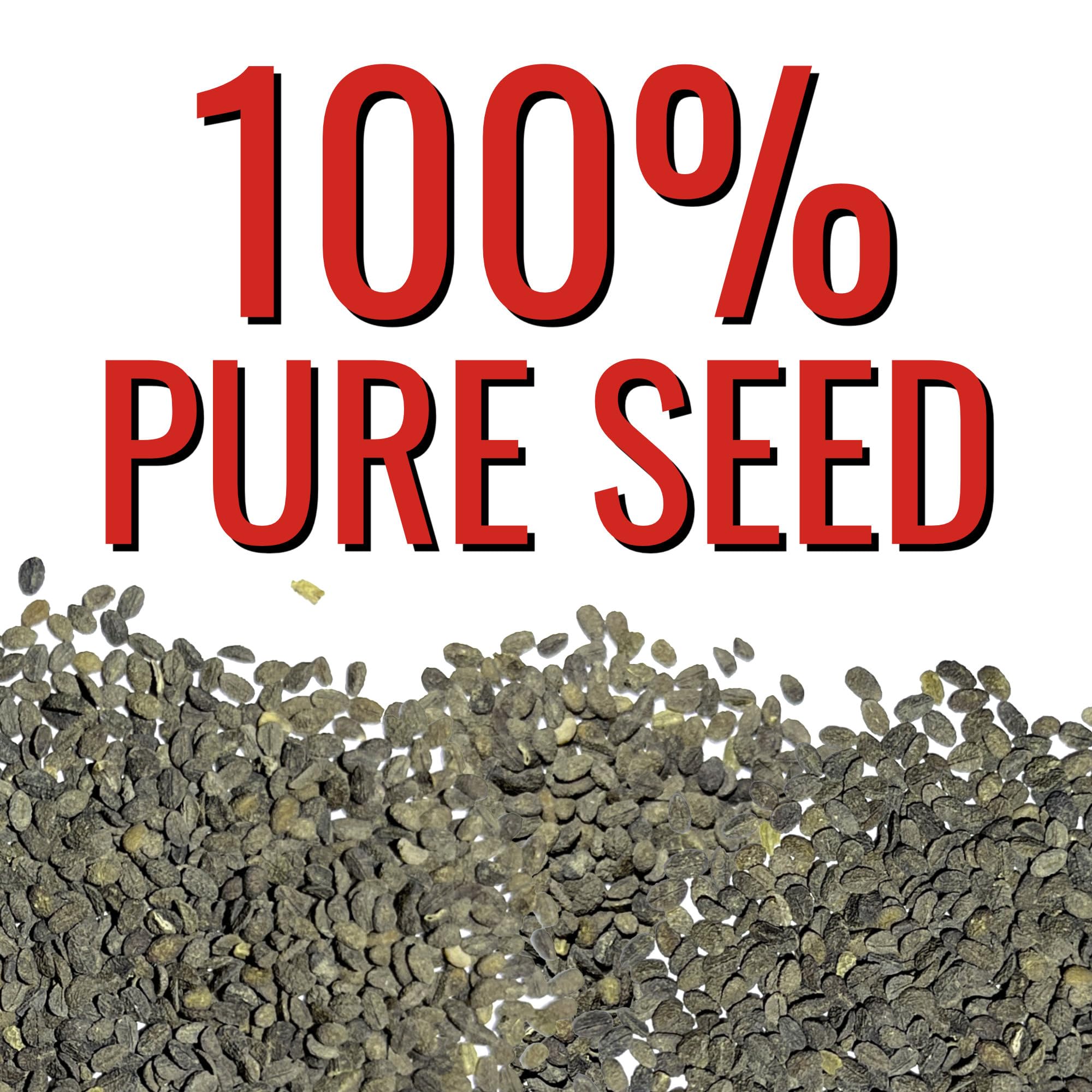 Seed Needs phlox with companion plants in a sunny border.