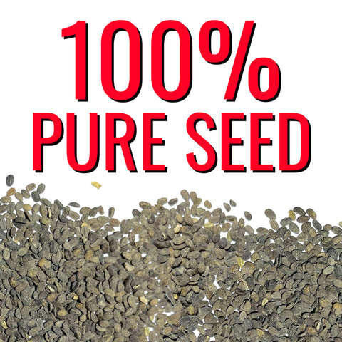 Seed Needs phlox with companion plants in a sunny border.