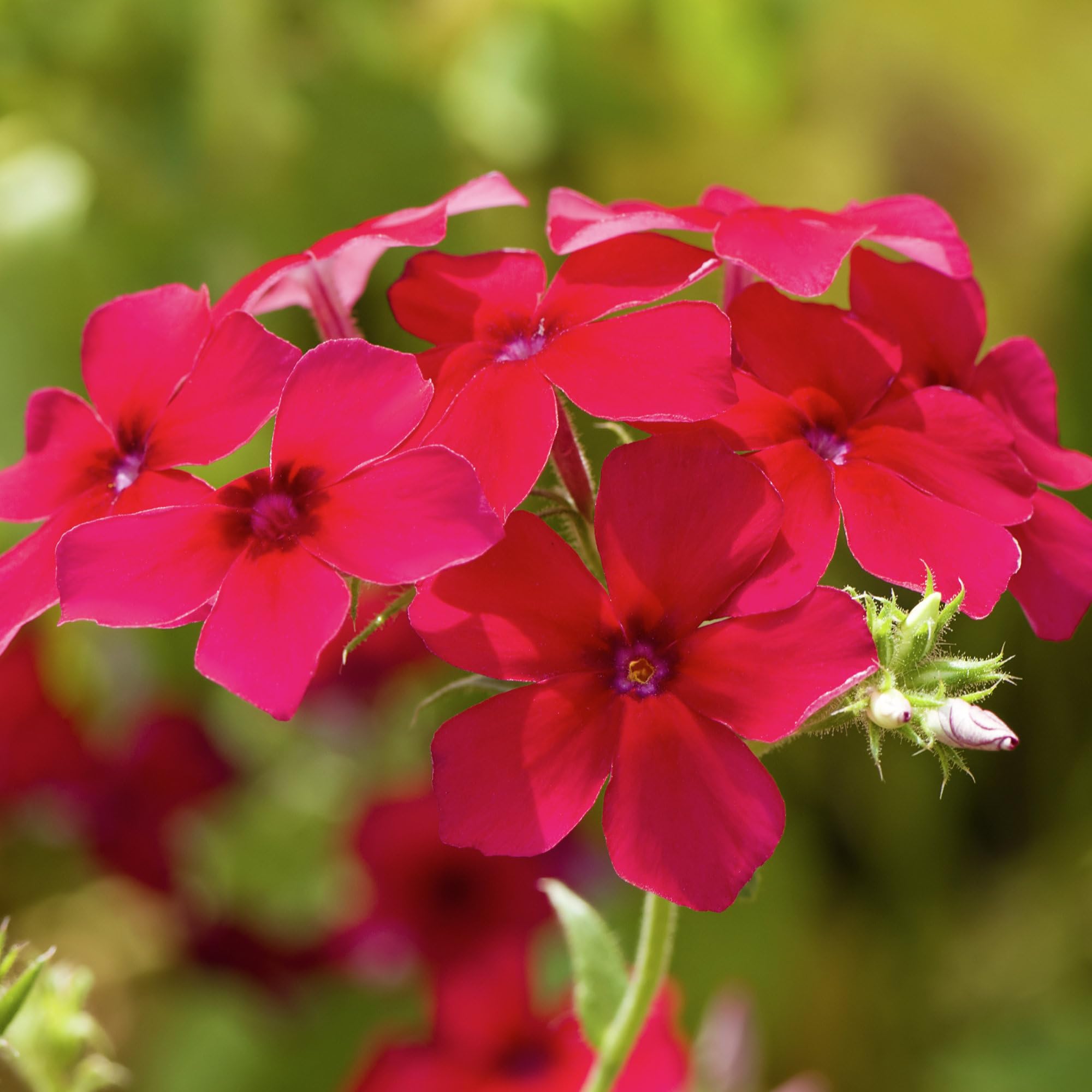 Seed Needs open-pollinated heirloom phlox seeds in sturdy packaging.