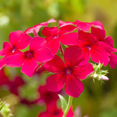 Seed Needs open-pollinated heirloom phlox seeds in sturdy packaging.