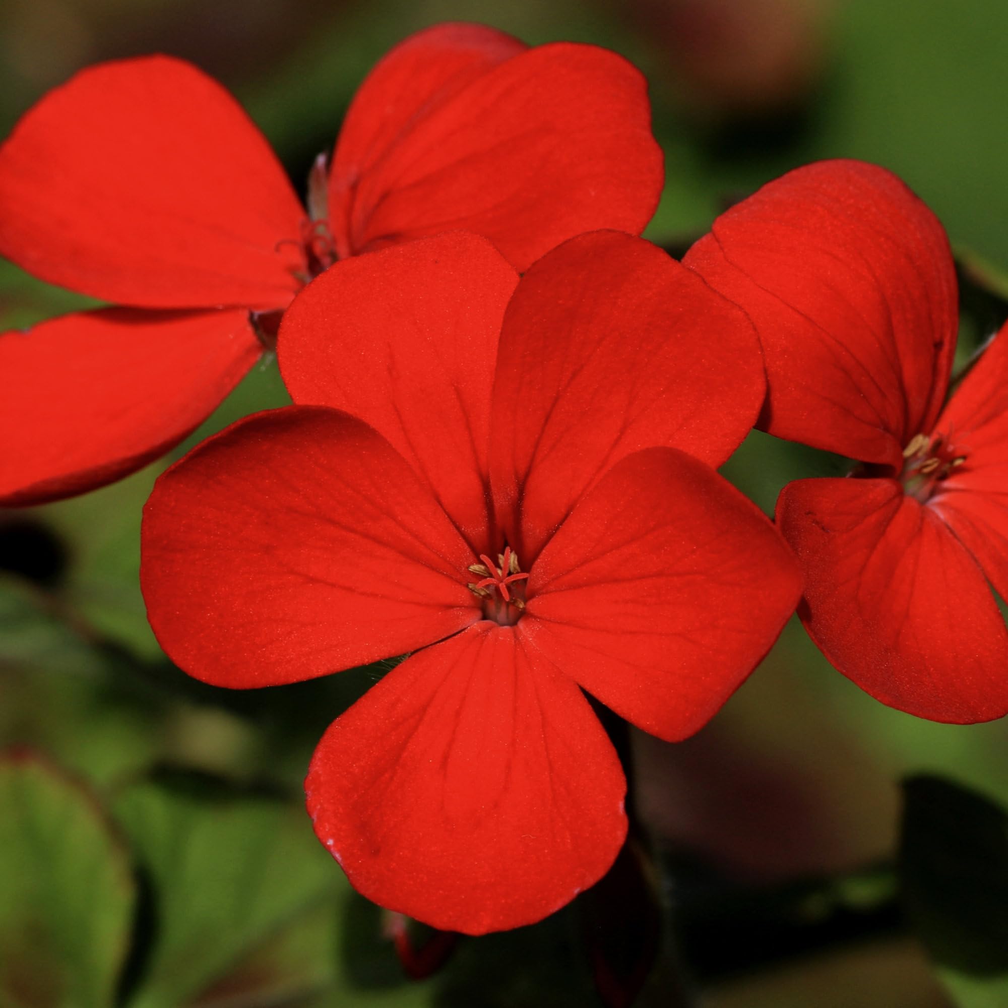 Seed Needs seed packet highlighting freshness and proper storage guidance for gardeners.