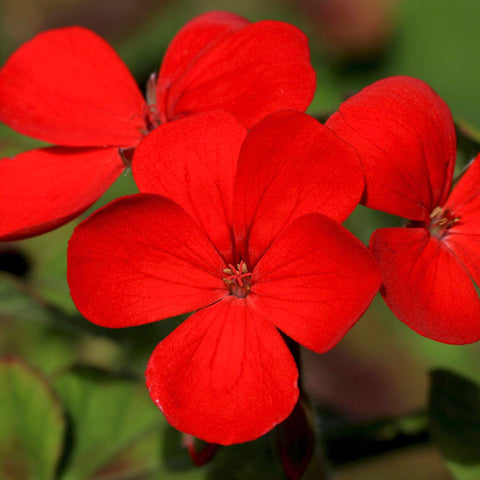 Seed Needs seed packet highlighting freshness and proper storage guidance for gardeners.