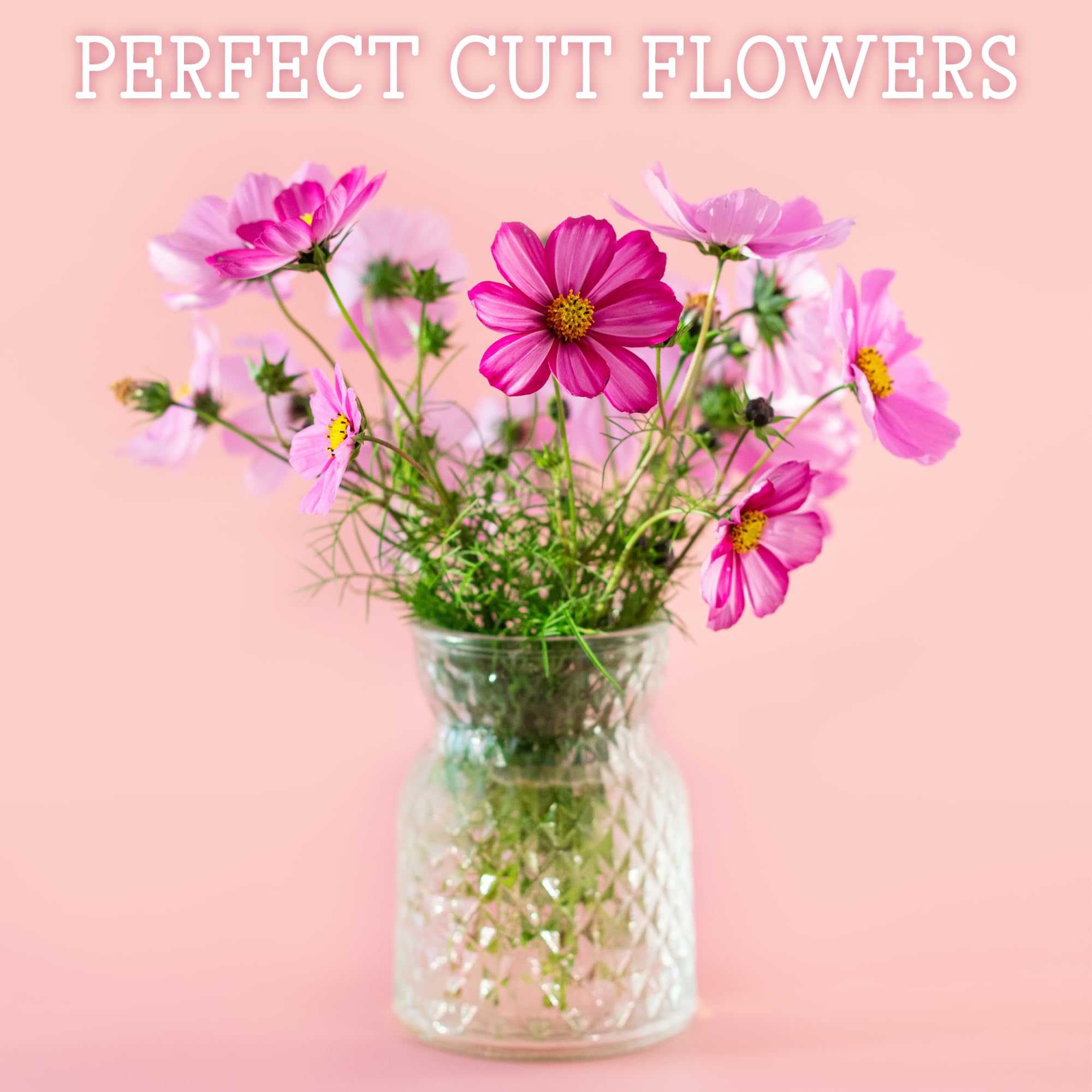 Seed Needs Picotee cosmos seeds showcase edge-colored blooms for charming borders.