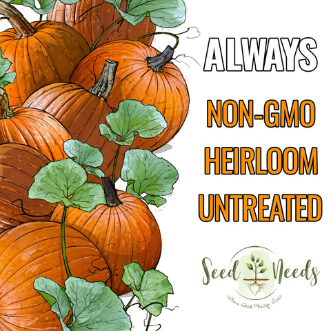 Seed Needs pie-ready flesh pumpkin—thick interior suited for pies and soups