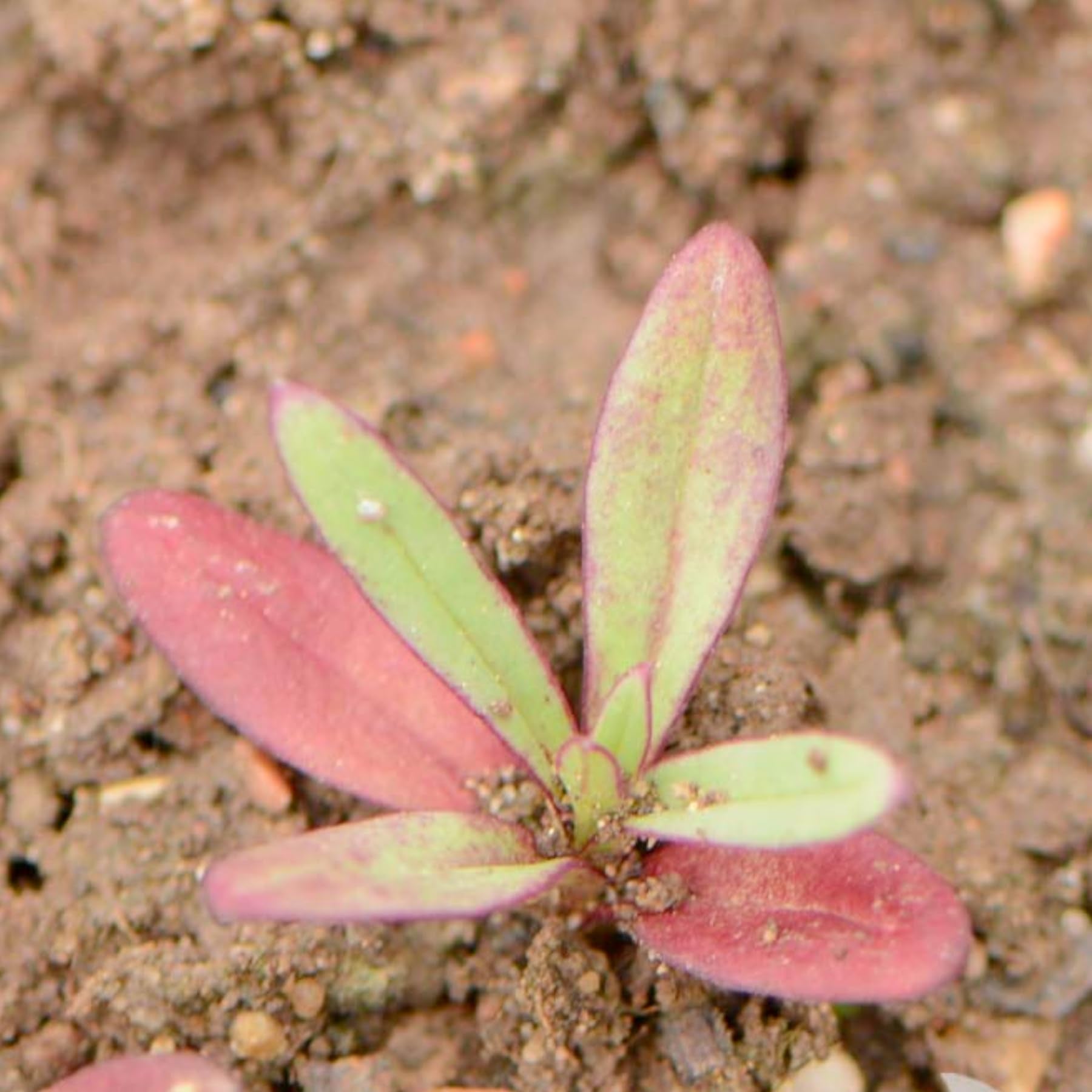 Seed Needs pink baby’s breath garden bed adds soft color.