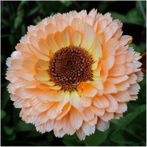 Seed Needs Pink Surprise Calendula bloom brightens garden borders with double salmon pink petals