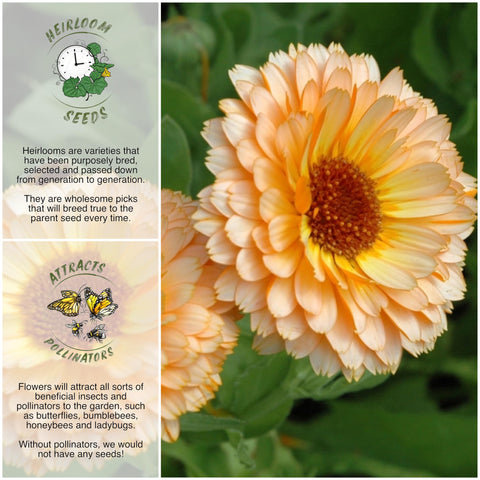 Seed Needs Pink Surprise Calendula petals close-up for edible garden accents