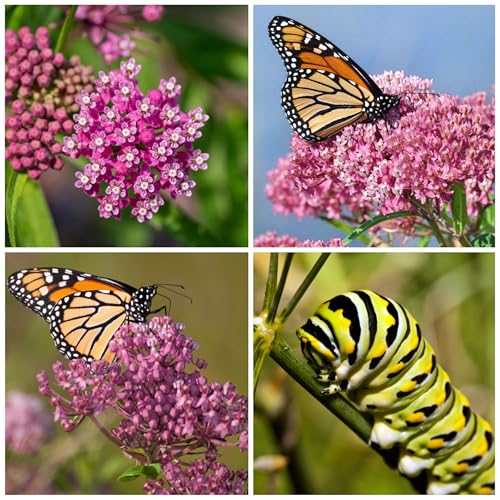 Seed Needs pink swamp milkweed flowers in clusters attracting pollinators.