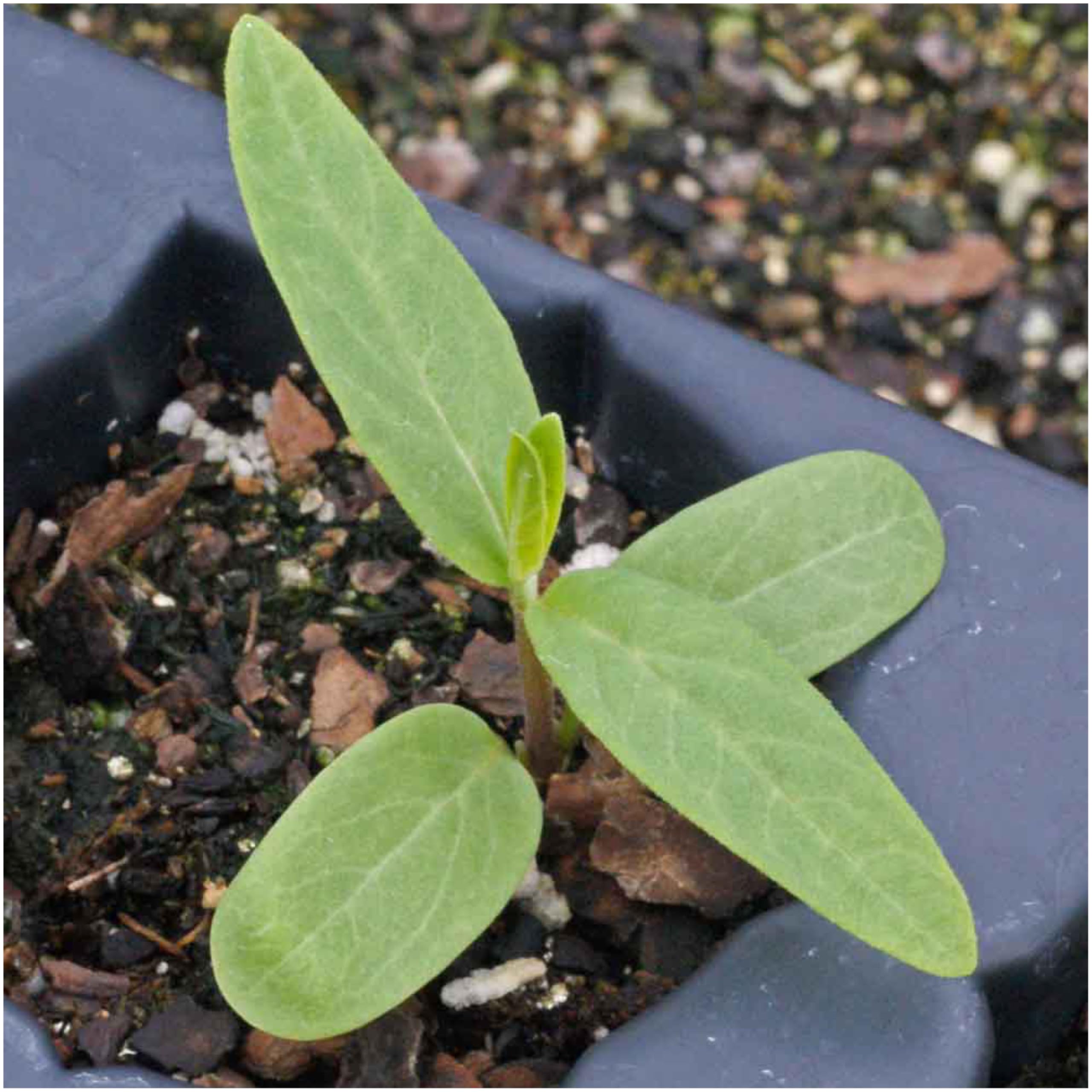 Seed Needs Pink Swamp Milkweed open-pollinated image highlighting heritage seeds