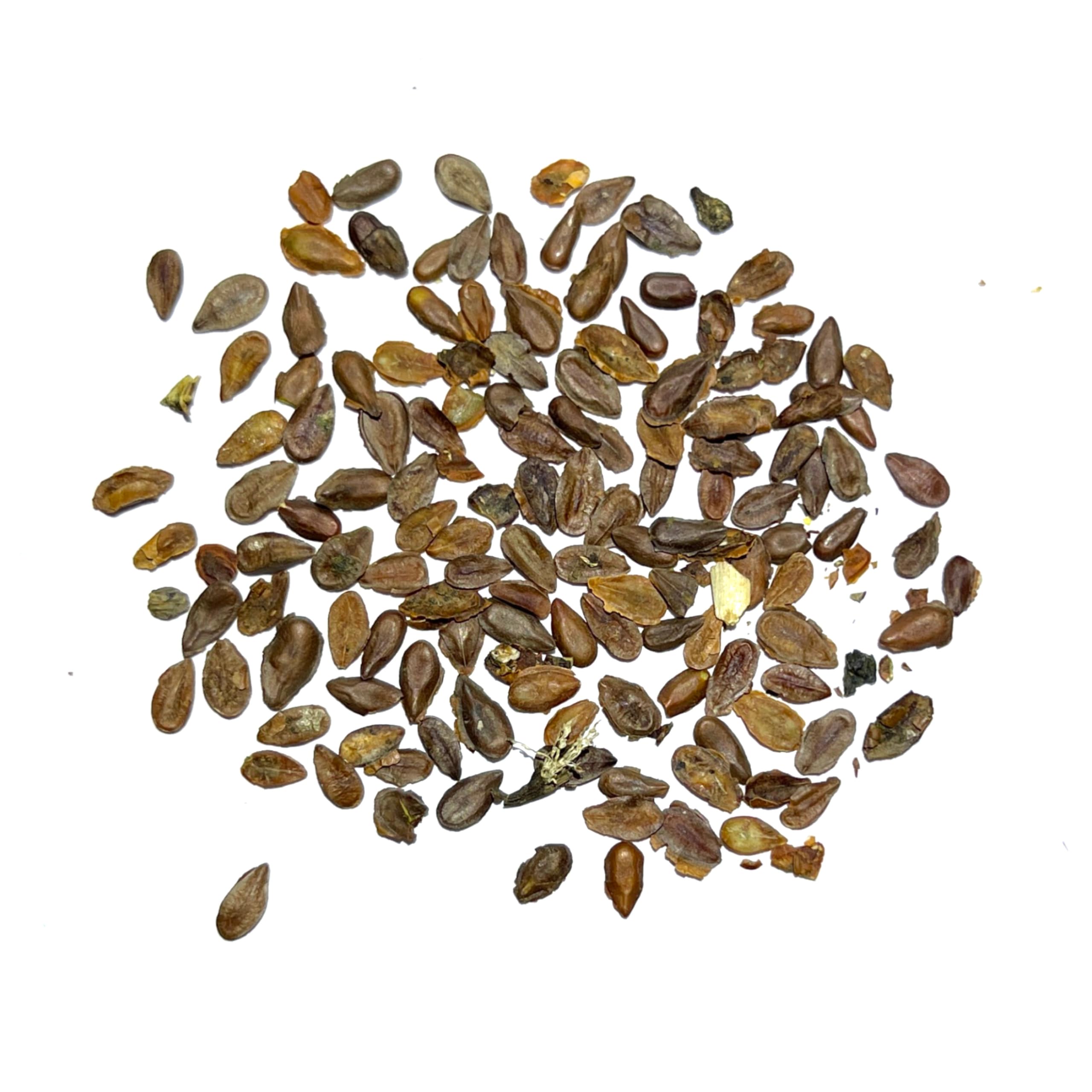 Seed Needs Pink Swamp Milkweed seed stratification image indicating cold treatment aids germination