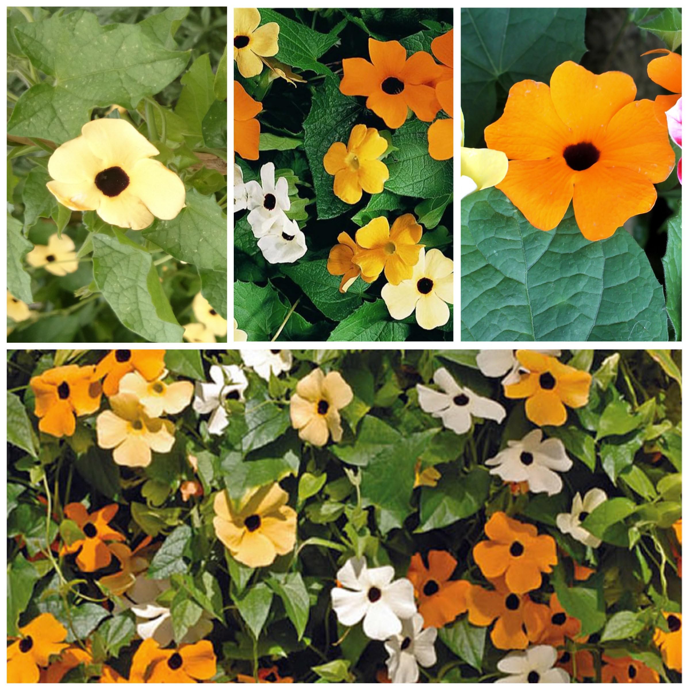 Seed Needs seeds offer high germination potential and freshness.