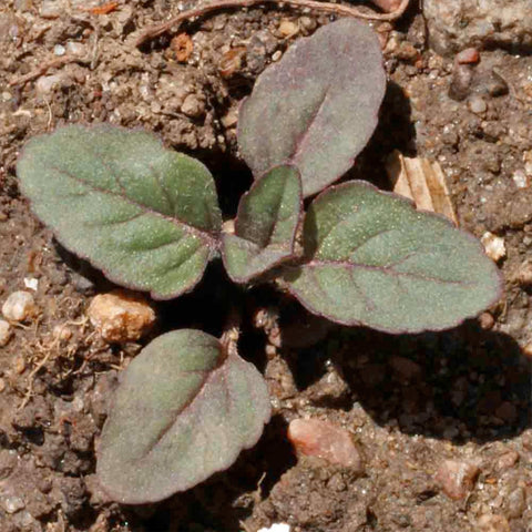 Pollinator-friendly Seed Needs garden featuring Lemon Mint