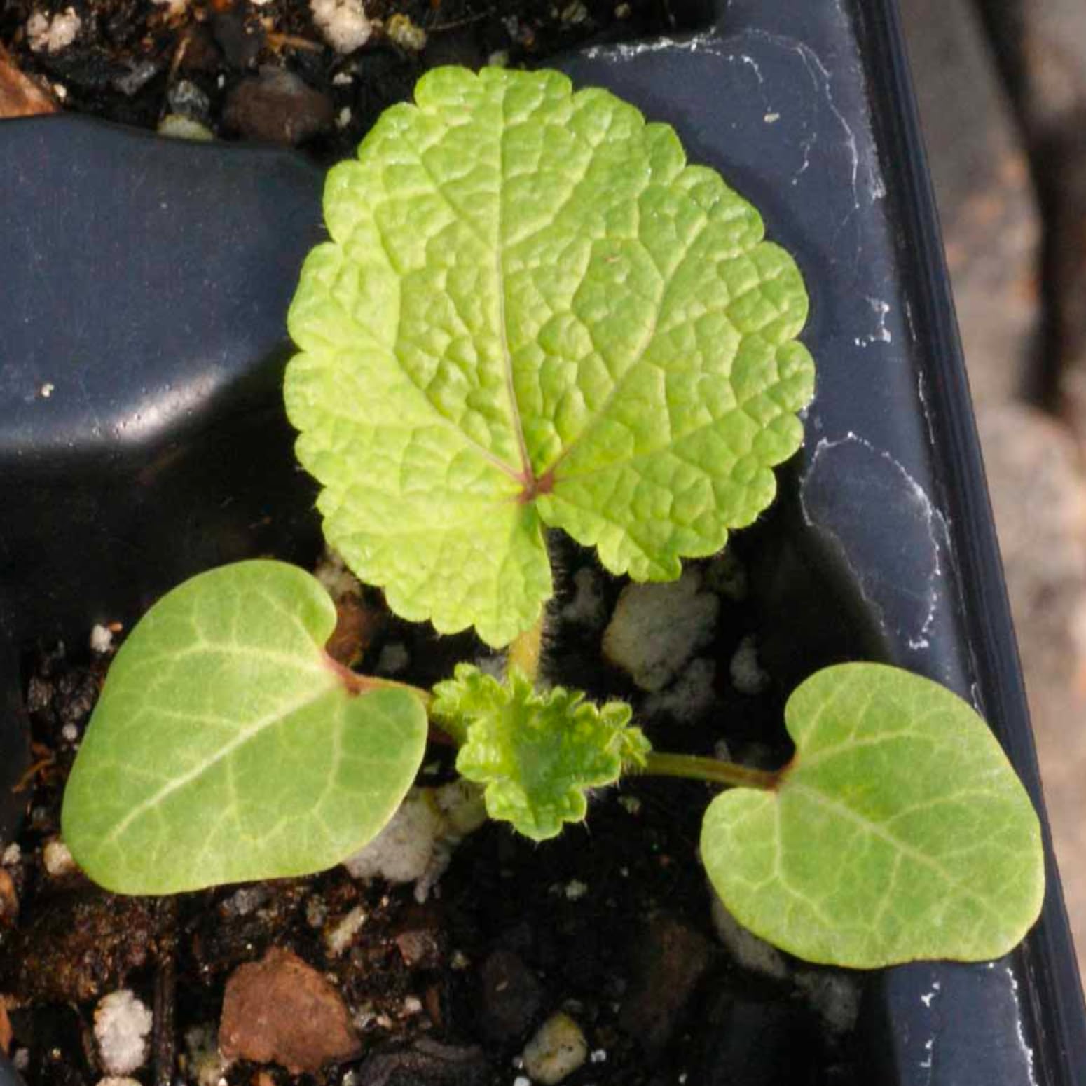 Seed Needs pollinator-friendly hollyhock attracts diverse insects for a thriving garden.