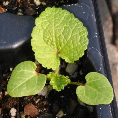 Seed Needs pollinator-friendly hollyhock attracts diverse insects for a thriving garden.
