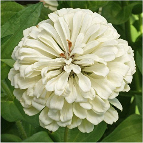 Seed Needs butterfly garden zinnias attracting pollinators and brightening borders.