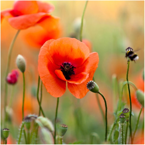 Seed Needs poppy pollinator support attracts bees and boosts biodiversity.