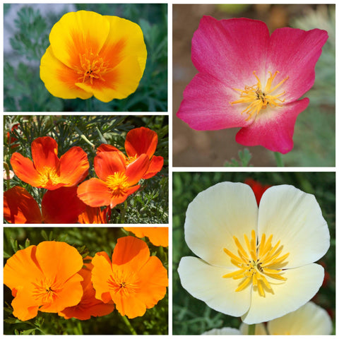 Seed Needs poppy seeds being sown in a sunny garden bed for color.