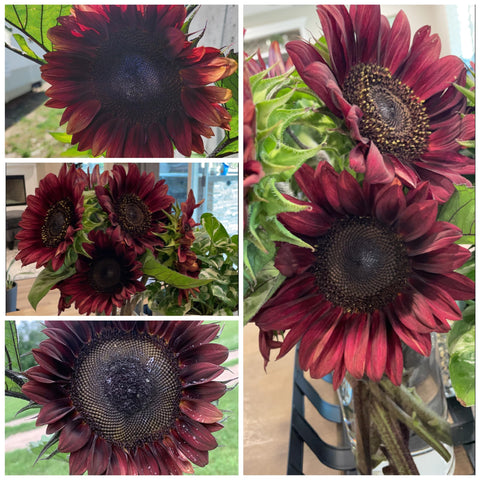 Seed Needs ProCut Red Sunflower plant grows 4–6 feet for dramatic garden displays.