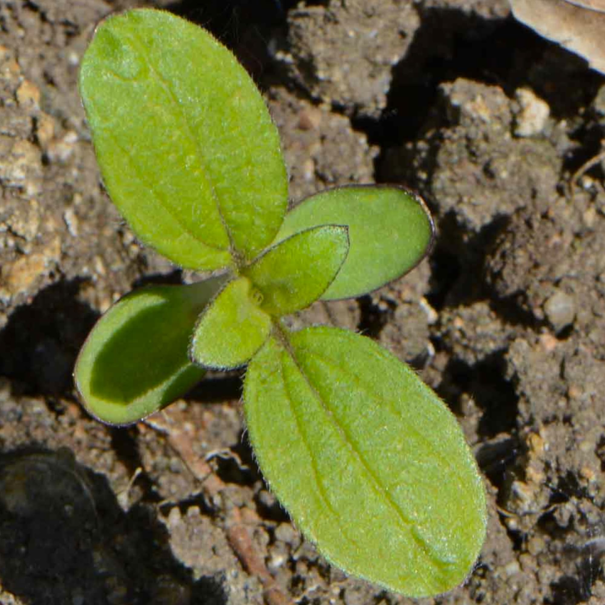 Seed Needs ProCut Red Sunflower in cut flower arrangements ideal for seasonal bouquets.
