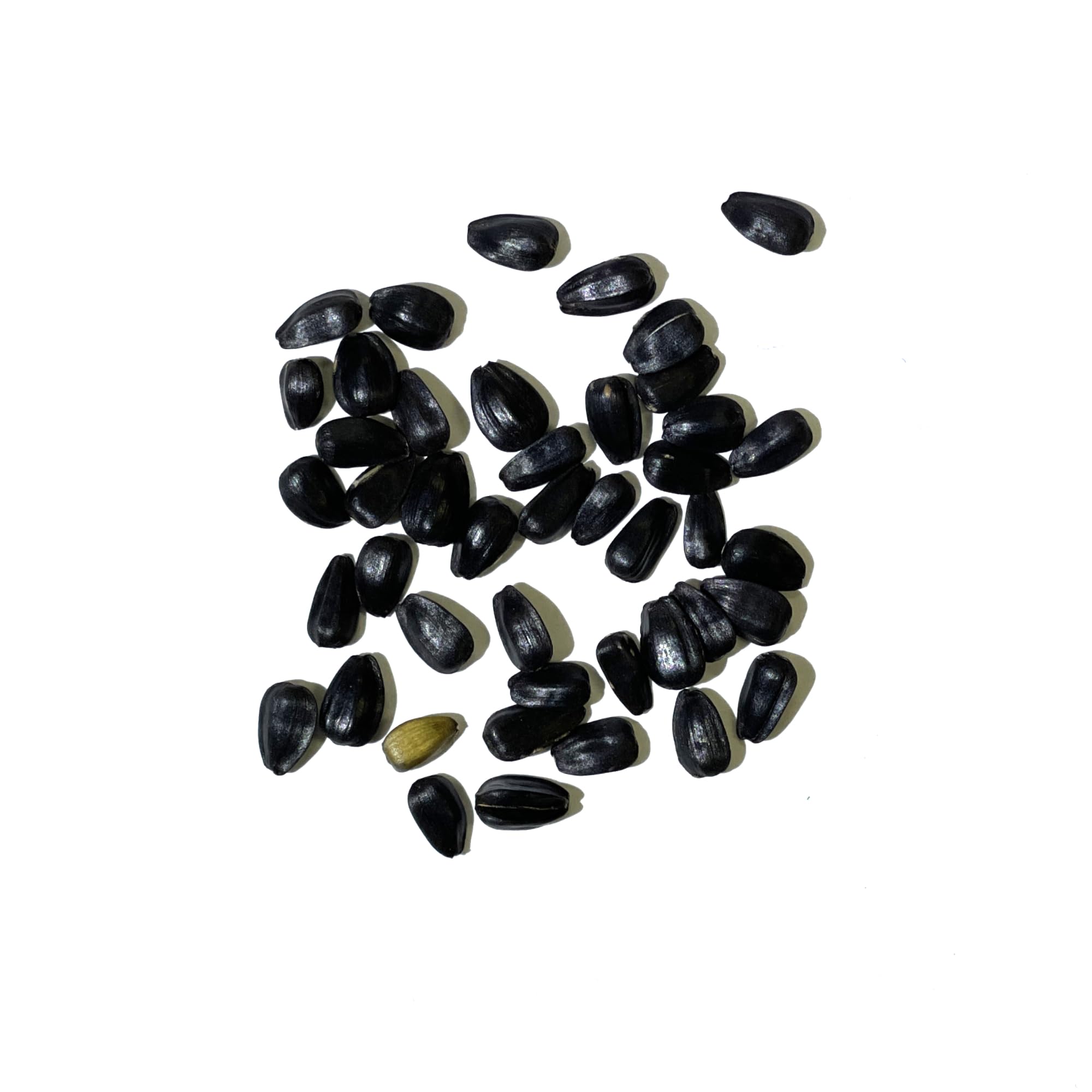 Seed Needs ProCut Red Sunflower close-up petals reveal burgundy color and brown centers.