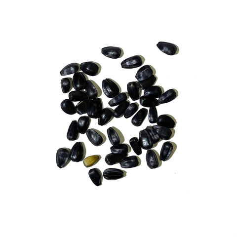 Seed Needs ProCut Red Sunflower close-up petals reveal burgundy color and brown centers.