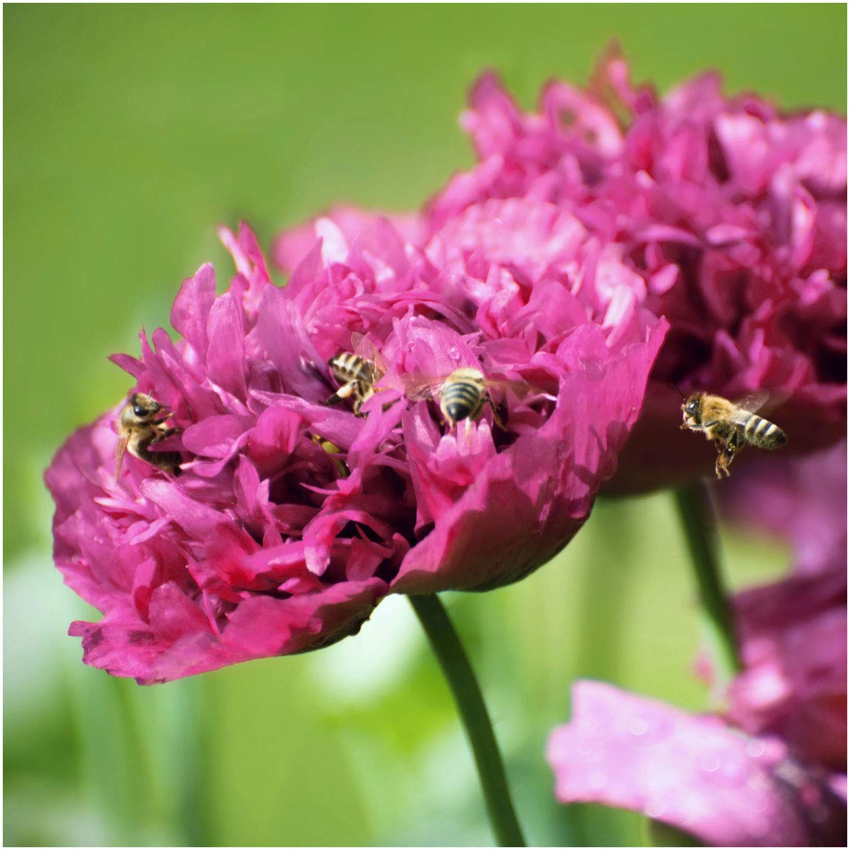Seed Needs Purple Peony Poppies bloom closeup highlights lush, double petals for a dramatic border.