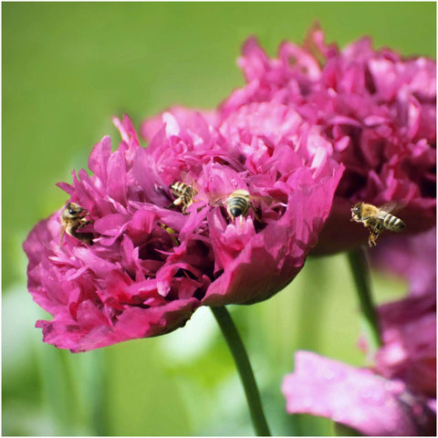 Seed Needs Purple Peony Poppies bloom closeup highlights lush, double petals for a dramatic border.