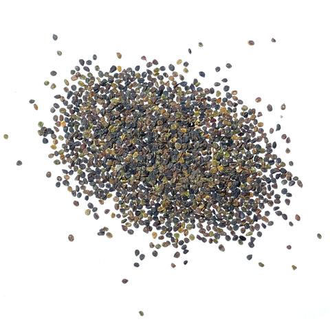 Seed Needs Purple Rockcress seeds: germination-ready seeds direct from growers.