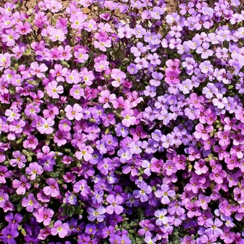 Seed Needs Purple Rockcress seeds: flowering stem close-up showing early-season blooms.