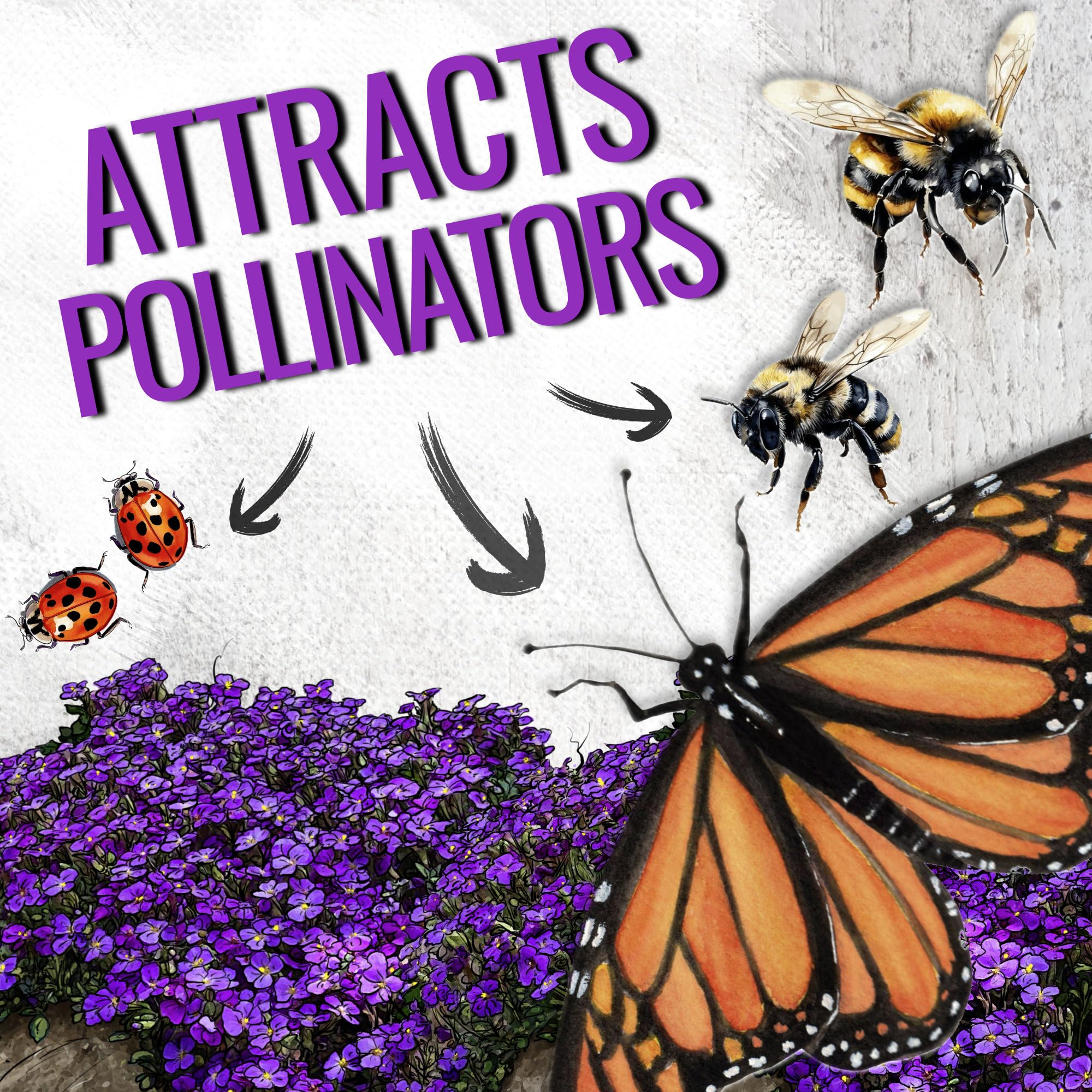 Seed Needs Purple Rockcress seeds: pollinator-friendly blooms attracting bees and butterflies.