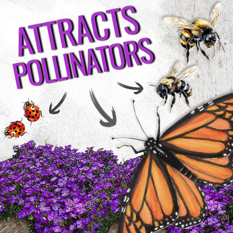 Seed Needs Purple Rockcress seeds: pollinator-friendly blooms attracting bees and butterflies.