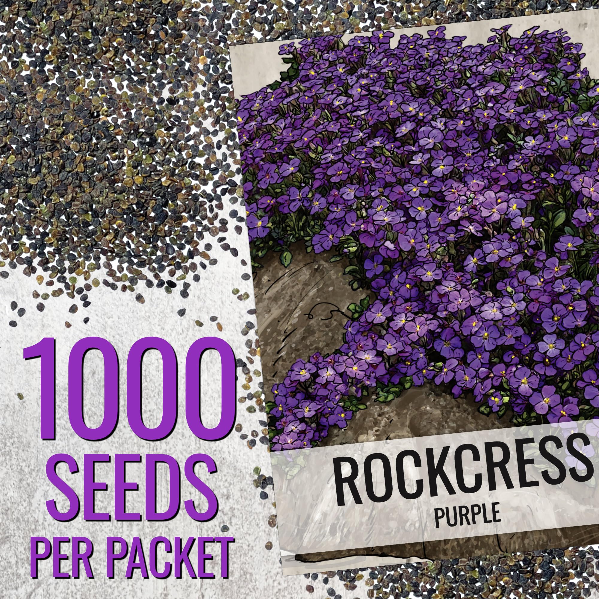 Seed Needs Purple Rockcress seeds: rosette leaves forming groundcover for rocky beds.
