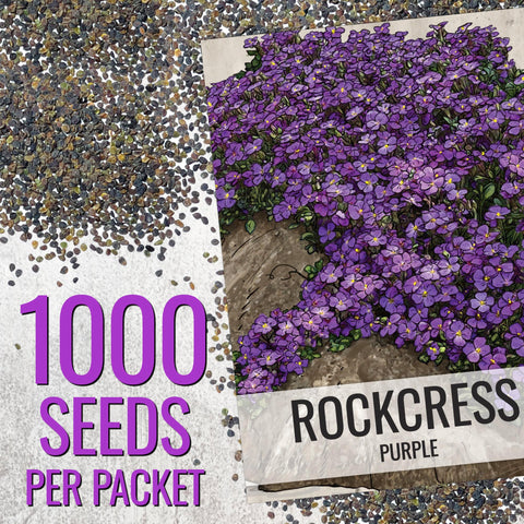 Seed Needs Purple Rockcress seeds: rosette leaves forming groundcover for rocky beds.