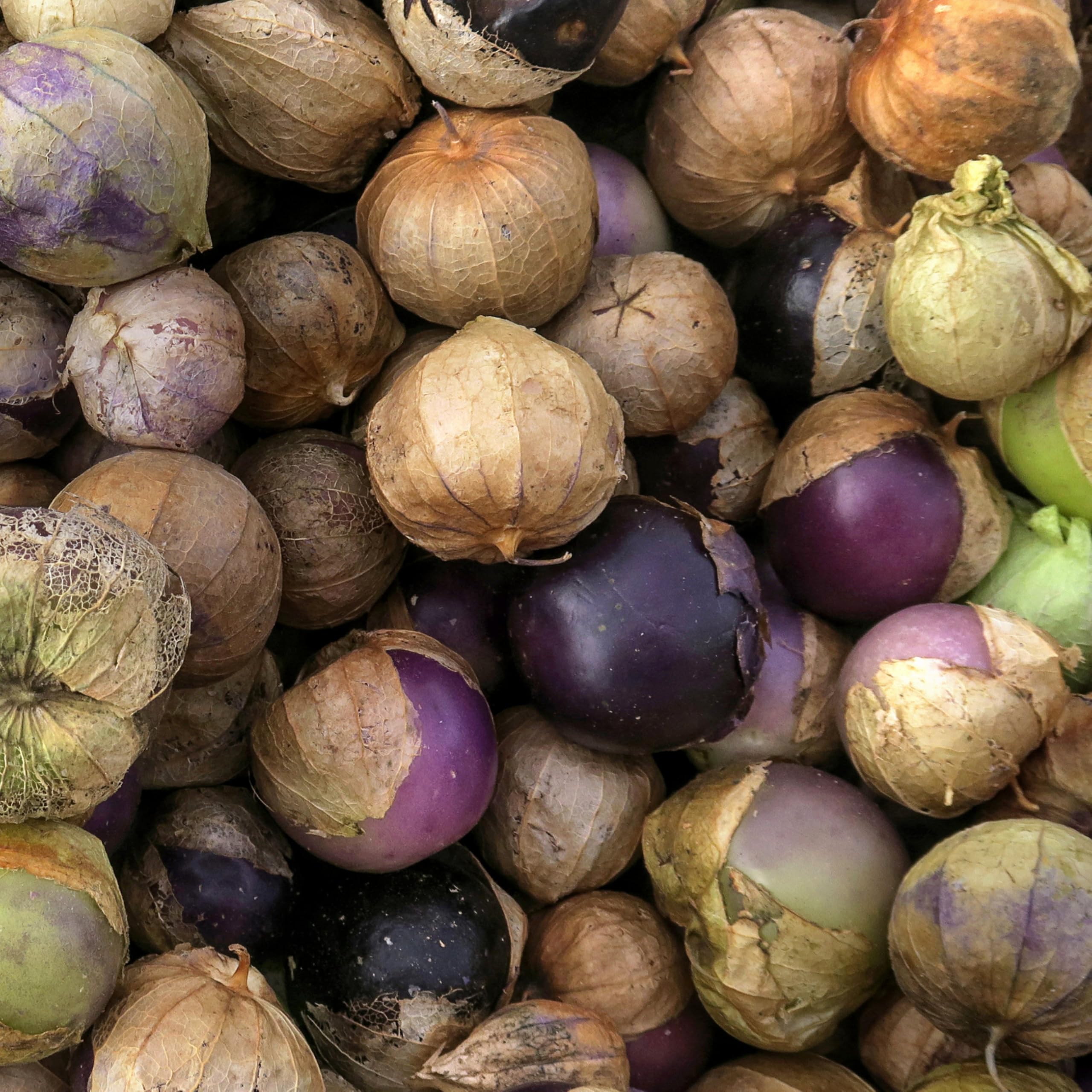 Seed Needs purple tomatillo fruit on vine, vibrant color for fresh salsas.