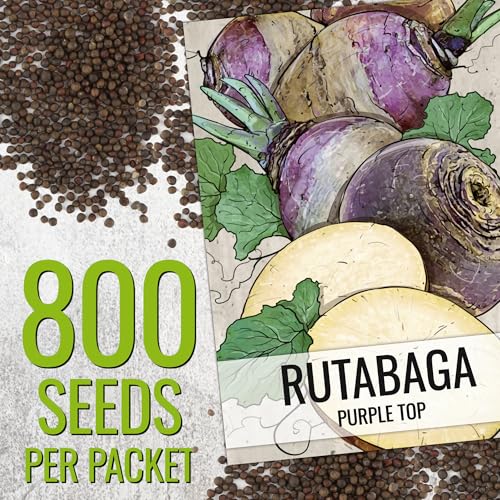 Seed Needs Purple Top Rutabaga plant portrait shows a sturdy, cold-hardy crop.