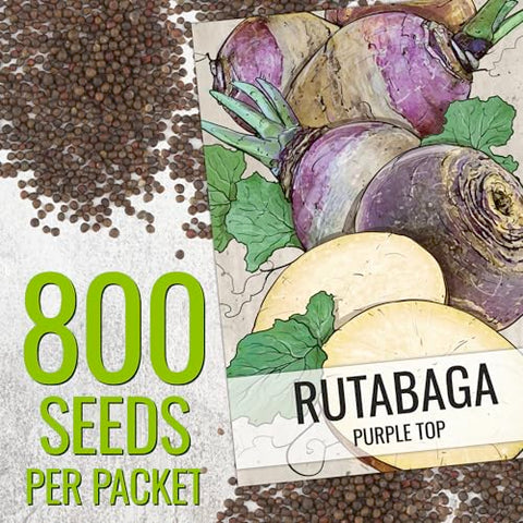 Seed Needs Purple Top Rutabaga plant portrait shows a sturdy, cold-hardy crop.