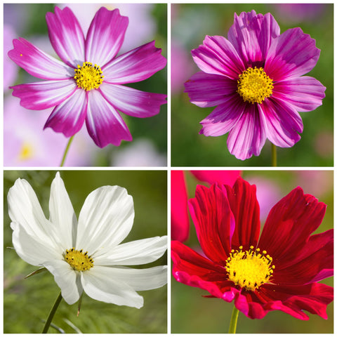 Seed Needs Radiance cosmos seeds deliver bright color for lively borders.