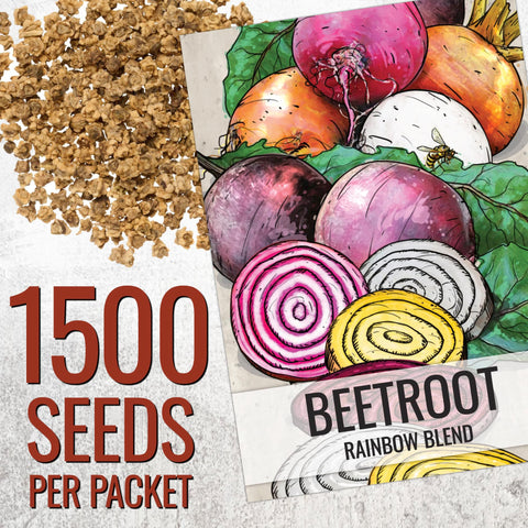 Seed Needs Rainbow Beet Seeds color variations planted for versatile garden color