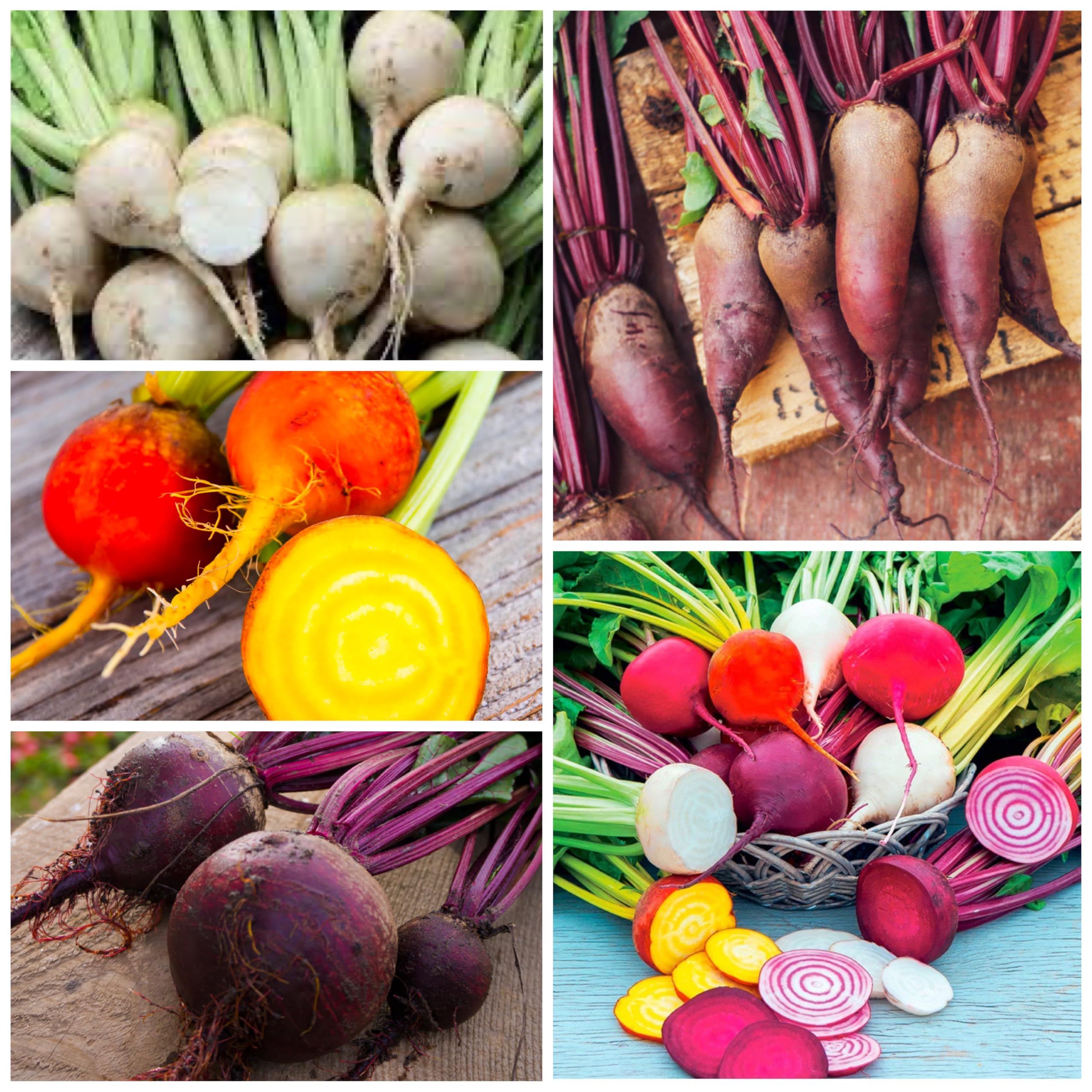 Seed Needs Rainbow Beet Seeds harvest-ready beets for salads and roasts
