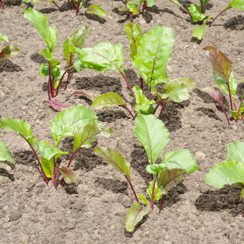 Seed Needs Rainbow Beet Seeds kitchen ideas with colorful beets in dishes
