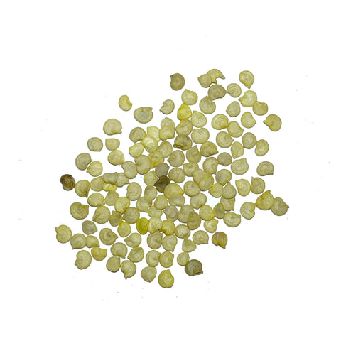 Seed Needs Rainbow Bell Pepper Seeds thrive in warm sun with proper soil conditions.