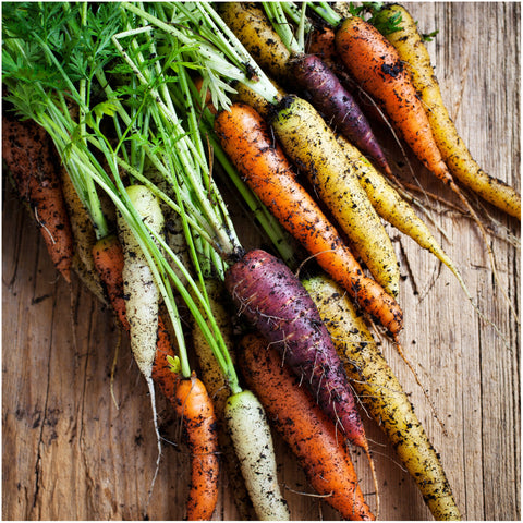 Seed Needs Rainbow Carrot purple roots: heirloom color variety for fresh garden picks.
