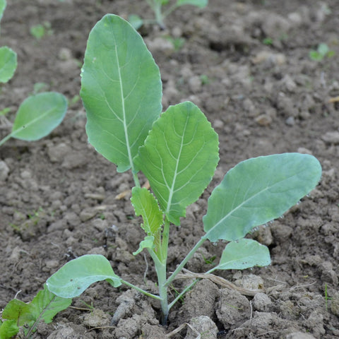 Seed Needs purple cauliflower enhances raw color in dishes